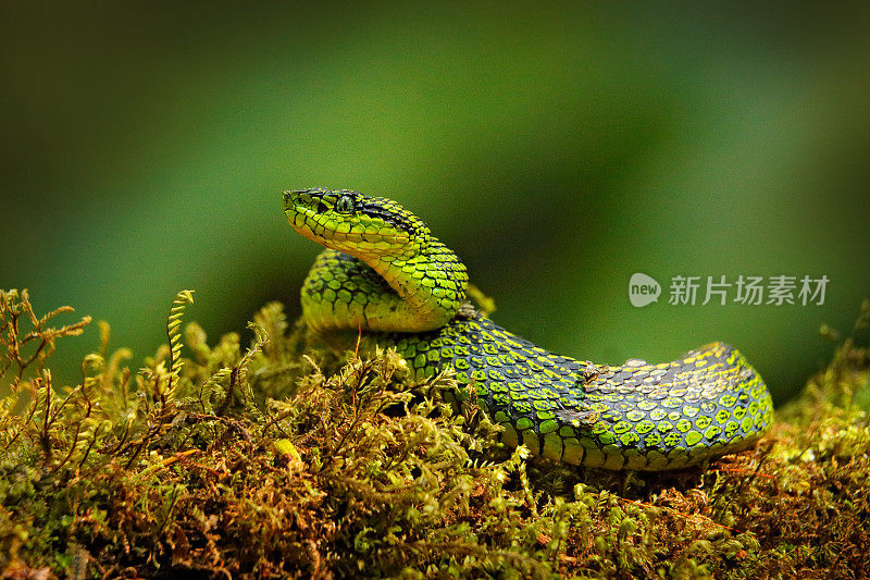 Talamancan棕榈- pitviper, Bothriechis nubestris，自然栖息地。热带森林中罕见的新物种毒蛇。黑暗丛林里的毒蛇。细节美丽的绿色蛇从哥斯达黎加，在苔藓。